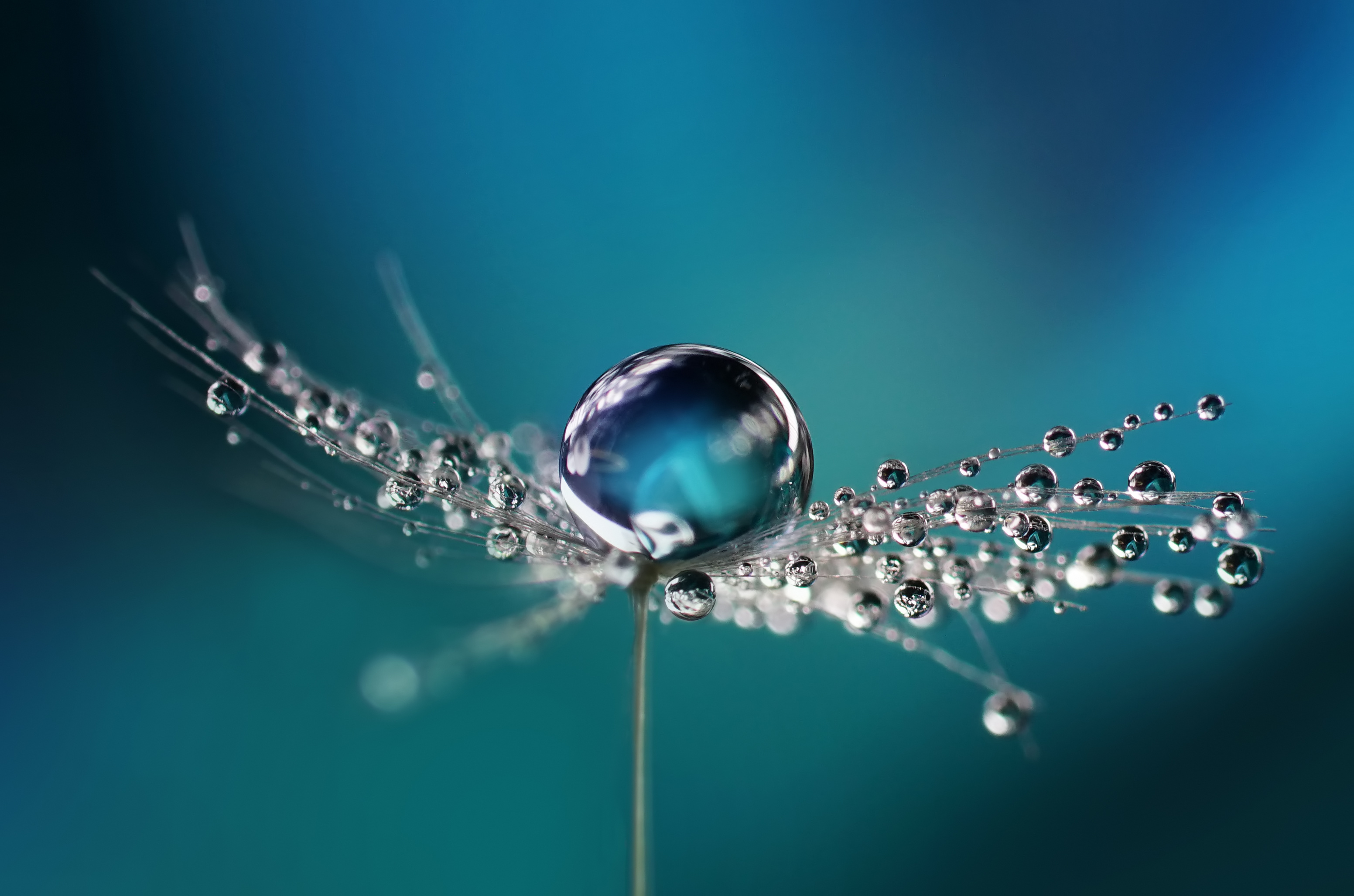 A single water droplet resting delicately on fine fibres